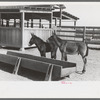 Mule colts, Tom and Jerry, at the Casa Grande Valley Farms, Pinal County, Arizona