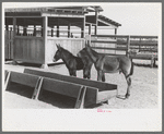 Mule colts, Tom and Jerry, at the Casa Grande Valley Farms, Pinal County, Arizona