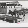 Mule colts, Tom and Jerry, at the Casa Grande Valley Farms, Pinal County, Arizona