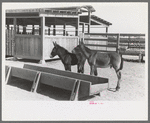 Mule colts, Tom and Jerry, at the Casa Grande Valley Farms, Pinal County, Arizona