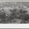 A prospector's workings in Cochise County, Arizona. Notice the monument at the left