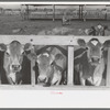 Dairy cattle at the feed trough, Casa Grande Valley Farms, Pinal County, Arizona