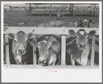 Dairy cattle at the feed trough, Casa Grande Valley Farms, Pinal County, Arizona