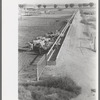 Dairy cattle at the feed trough, Casa Grande Valley Farms, Pinal County, Arizona