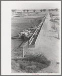 Dairy cattle at the feed trough, Casa Grande Valley Farms, Pinal County, Arizona