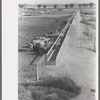 Dairy cattle at the feed trough, Casa Grande Valley Farms, Pinal County, Arizona