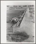 Dairy cattle at the feed trough, Casa Grande Valley Farms, Pinal County, Arizona