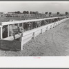 Dairy cattle at the feed trough, Casa Grande Valley Farms, Pinal County, Arizona