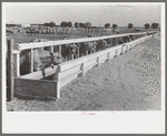 Dairy cattle at the feed trough, Casa Grande Valley Farms, Pinal County, Arizona