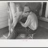 Milking time at the Casa Grande Valley Farms, Pinal County, Arizona