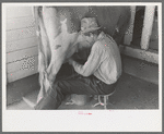 Milking time at the Casa Grande Valley Farms, Pinal County, Arizona