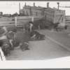 Hogs at the Casa Grande Valley Farms, Pinal County, Arizona