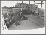 Hogs at the Casa Grande Valley Farms, Pinal County, Arizona