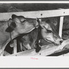 Dairy cattle at Casa Grande Valley Farms, Pinal County, Arizona