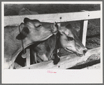 Dairy cattle at Casa Grande Valley Farms, Pinal County, Arizona