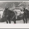 Burros loaded with sacks of gold ore at the burro-loading contest, Labor Day celebration, Silverton, Colorado