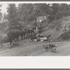 Sheepherder starting towards the mountains with his string of horses, Ouray County, Colorado. This outfit was moving from summer range to winter