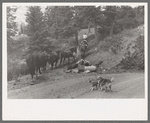 Sheepherder starting towards the mountains with his string of horses, Ouray County, Colorado. This outfit was moving from summer range to winter