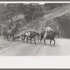 Sheepherders and their horses moving camp from summer to winter range, Ouray County, Colorado