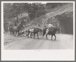 Sheepherders and their horses moving camp from summer to winter range, Ouray County, Colorado