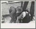 Miners contest at Labor Day Celebration, Silverton, Colorado