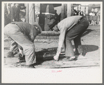 Miners' contest at Labor Day Celebration at Silverton, Colorado