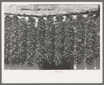 Chili peppers hanging from adobe house top while drying, Isleta, New Mexico