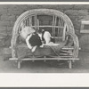 Dog on settee in front of farmhouse, Concho, Arizona