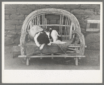 Dog on settee in front of farmhouse, Concho, Arizona