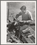 Farmer of Spanish extraction husking corn, Concho, Arizona