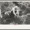 Sorting chili peppers before drying, Concho, Arizona