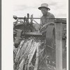 Mormon farmer extracting juice from cane, Ivins, Washington County, Utah