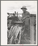 Mormon farmer extracting juice from cane, Ivins, Washington County, Utah