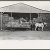 Members of Mineral King Cooperative Farm unloading hay, Visalia, California