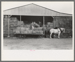 Members of Mineral King Cooperative Farm unloading hay, Visalia, California