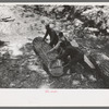 Felled tree which has been cut into logs for making ties, Pie Town, New Mexico