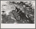 Felled tree which has been cut into logs for making ties, Pie Town, New Mexico