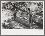Splitting log which will be cut with broadaxe into ties, Pie Town, New Mexico