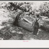 Rolling over log at tie-cutting camp, Pie Town, New Mexico