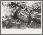 Rolling over log at tie-cutting camp, Pie Town, New Mexico