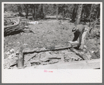 Putting log into place before hewing into tie, Pie Town, New Mexico