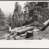 Logs which are being hewn into ties. The ties are hewn with broadaxes where the tree has been felled and dragged down the mountain, Pie Town, New Mexico