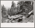 Logs which are being hewn into ties. The ties are hewn with broadaxes where the tree has been felled and dragged down the mountain, Pie Town, New Mexico