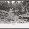 John Adams and his son dragging ties down the mountain using burros for the job, Pie Town, New Mexico