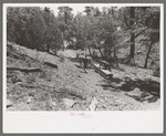 John Adams and his son dragging ties down the mountain using burros for the job, Pie Town, New Mexico