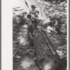 Tie cutter removing slab from pine log which will be hewn into ties, Pie Town, New Mexico