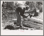 Using a broad axe in hewing ties, Pie Town, New Mexico