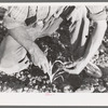 Farmer examining corn plant, Pie Town, New Mexico