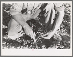 Farmer examining corn plant, Pie Town, New Mexico