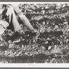 Farmer examining corn plant, Pie Town, New Mexico